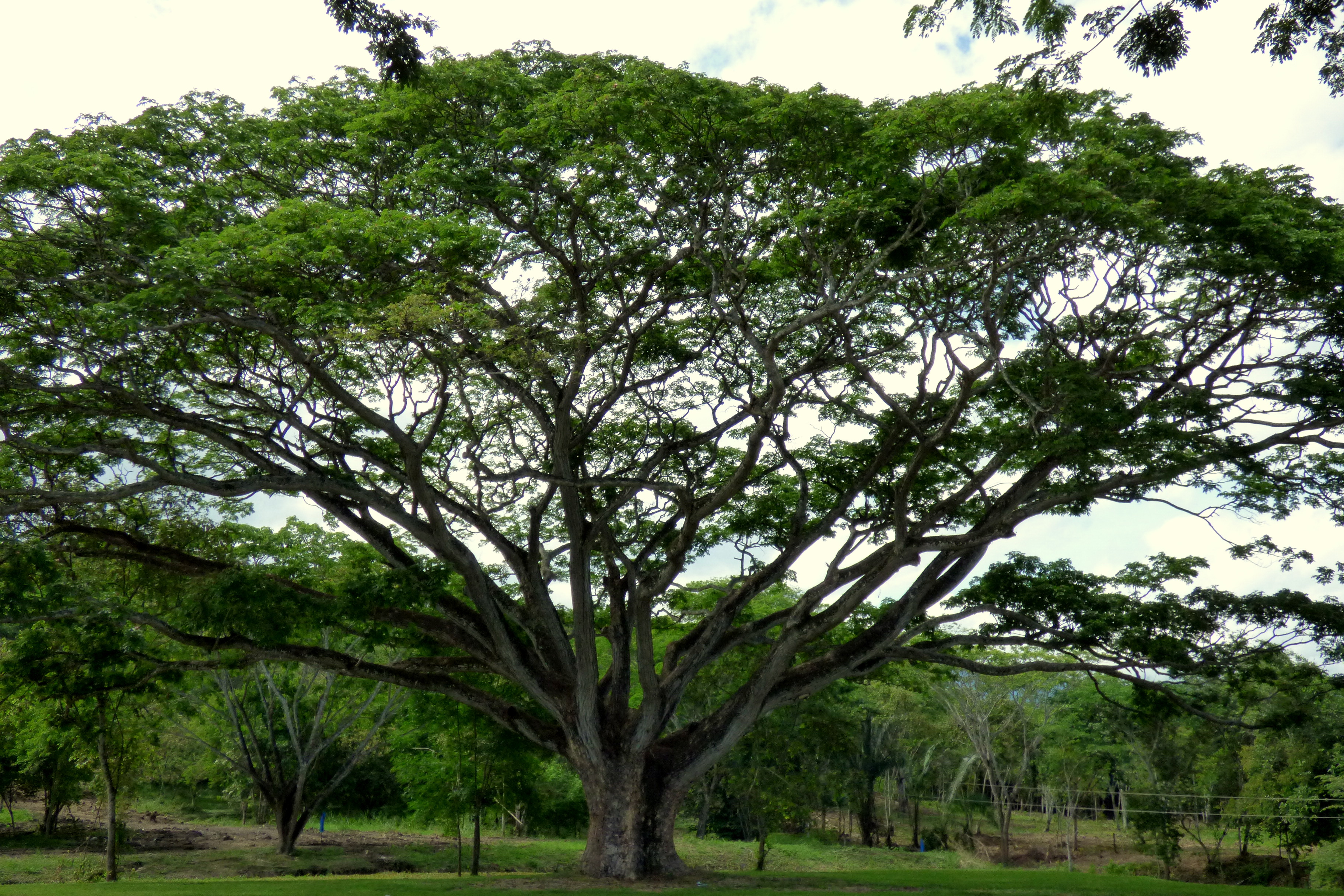 10 Rain Tree – An outstanding air purifier – NSS IIT Bombay